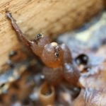 由無螫蜂細心品管熟成